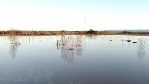 River flood with submerged trees, top view at sunset. Видео 147247413