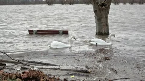 River Flood - two swans Stock Footage 16422253
