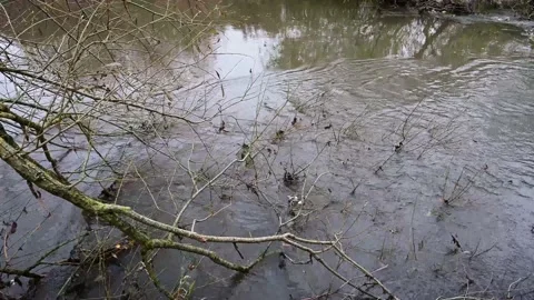 River in flood under branch Stock Footage 142363444