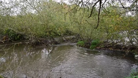 River in flood under fallen tree Stock Footage 142363449