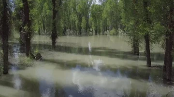 River in Flooded Forest Stock Footage 85627904