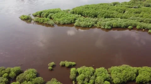 River with flooded trees and bushes in high water Stock Footage 155116324