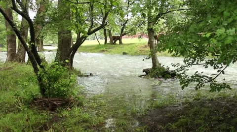 River flooding 2 Stock Footage 51111386