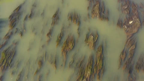 River flora floating in muddy water Video stock 277710906