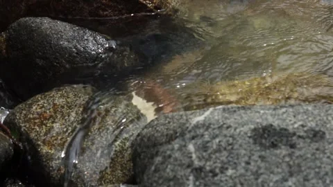 River flow (8) Stock Footage 279433672