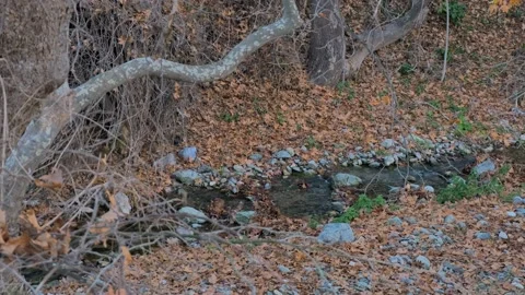 RIVER FLOW FROM ABOVE WITH PLATAN LEAVES GREECE THESSALONIKI EYKARPIA Video stock 280318725
