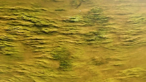 River flow, aerial top down view. Ecology, grass, state of flow, nature, water Stock Footage 110914635