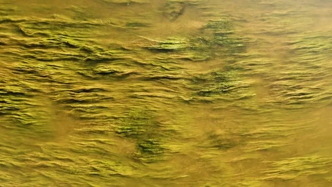 River flow, aerial top down view. Ecology, grass, state of flow, nature, water Stock Footage 110914664