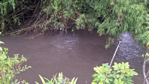 River flow after heavy rain with bamboo trees in the background Stock Footage 265203135