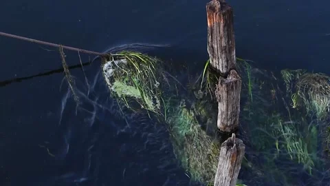 River flow with algae, old tree in water. Stock Footage 165182247