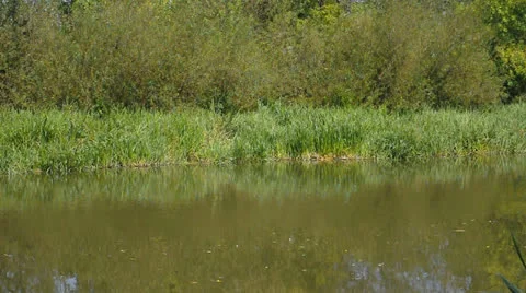 River flow along the bank with trees and grass Stock Footage 22748515