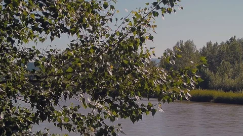 River flow along the banks with trees and grass Stock Footage 103114420