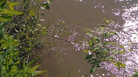 River flow along the banks with trees and grass Stock Footage 103114515