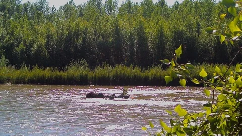 River flow along the banks with trees and grass Stock Footage 103114744