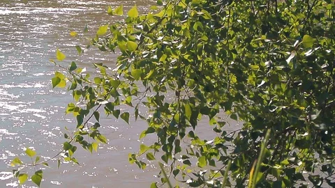 River flow along the banks with trees and grass Stock Footage 103114832