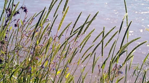 River flow along the banks with trees and grass Stock Footage 103114840