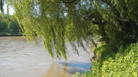 River flow along the banks with trees and grass Stock Footage 103114853