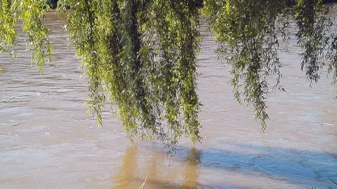 River flow along the banks with trees and grass Stock Footage 103115180