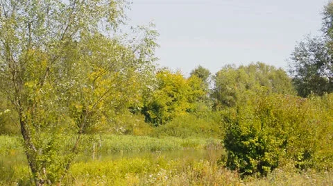 River flow along the trees on banks Stock Footage 22748374