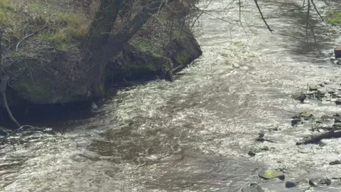 River flow among trees with bare branches Stock Footage 304502309