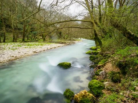 River flow among the trees Stock Photos