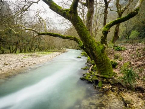 River flow among the trees Stock Photos