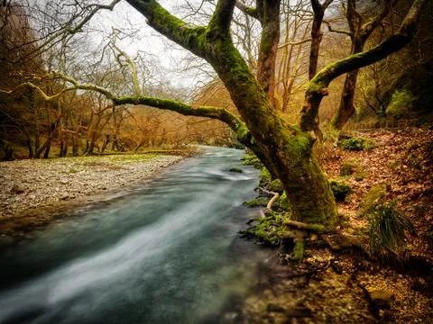 River flow among the trees Stock Photos