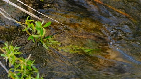 River flow and fallen tree branch with leaves in national park. Stock Footage 108106652