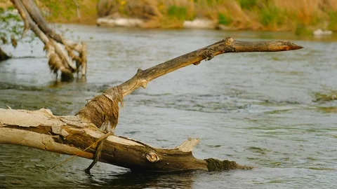 River flow and fallen tree branch. Landscape with clear water stream. Video stock 111905108