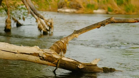 River flow and fallen tree branch. Landscape with clear water stream. Stock Footage 111905271