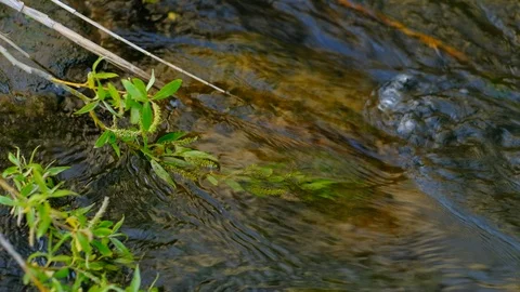 River flow and fallen tree branch. Landscape with clear water stream. Stock Footage 111905462