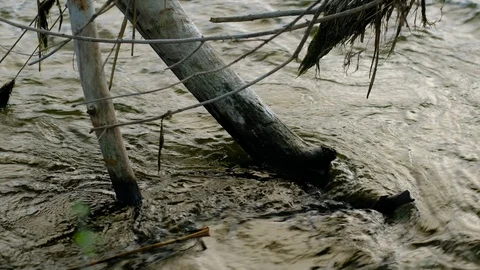 River flow and fallen tree branch. Landscape with clear water stream. Stock Footage 111905643