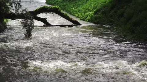 River flow and fallen tree Vidéo 248956620