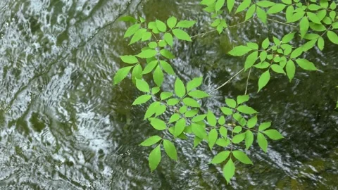 River flow and fresh green leaves Stock Footage 145067830