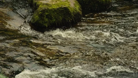 River Flow Around Moss-Covered Rock Stock Footage 343287663