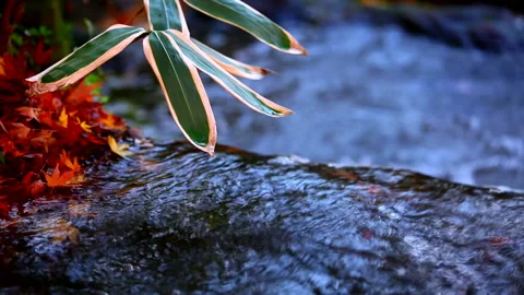 River Flow, Bamboo Grass, and Maple Leaves Stock-Footage 332183847