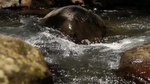 River Flow Stock Footage