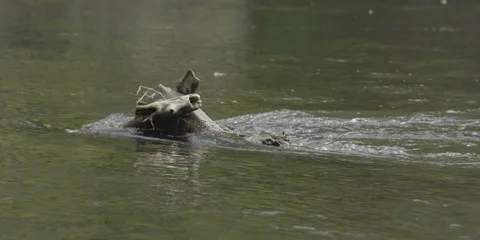 River flow Stock Footage 41584474