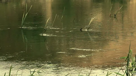 The river flow Stock Footage 51619358