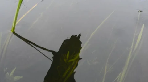 River flow 動画素材 52075519