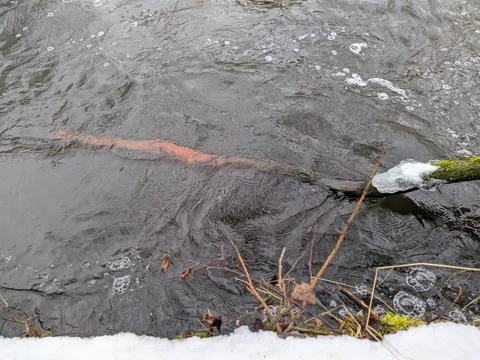 River flow in the forest in early spring Stock-Fotos