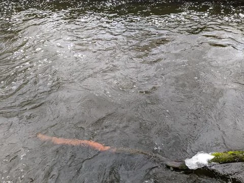 River flow in the forest in early spring Stock Photos