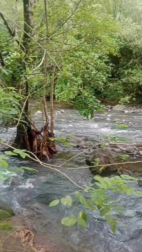 River flow in forest Видео 329813157