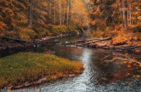 River flow in the forest Stock Photos