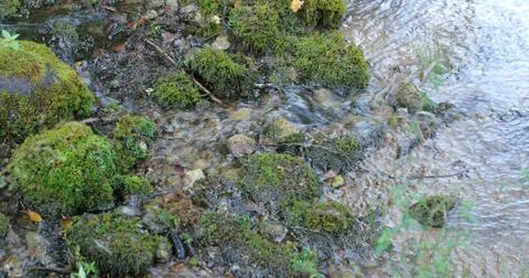 River flow in the forest through moss covered stones Stock Photos