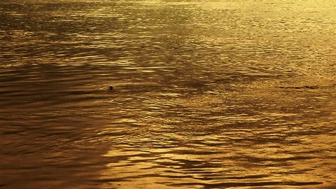 River Flow with golden light reflection Stock Footage 94554746