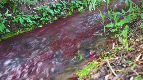 River flow in outdoor forest Stock Footage 144299086