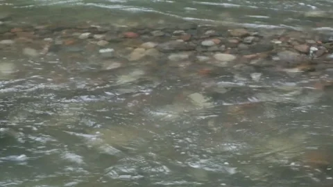 River flow with pebbles in the middle of the river Stock Footage 306765572