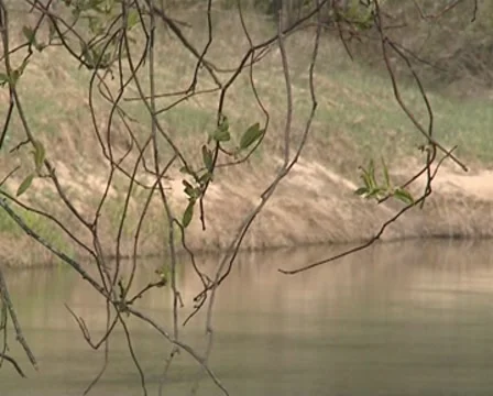 River flow shot through branches moving during wind. Stock Footage 8972999