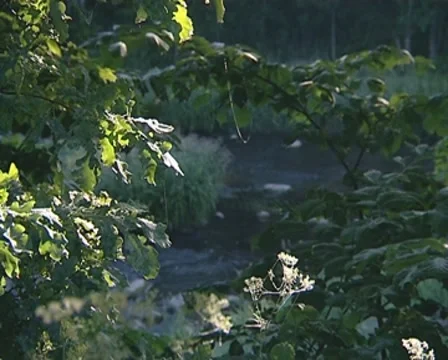 River flow shot through oak branches. Stock Footage 8973018